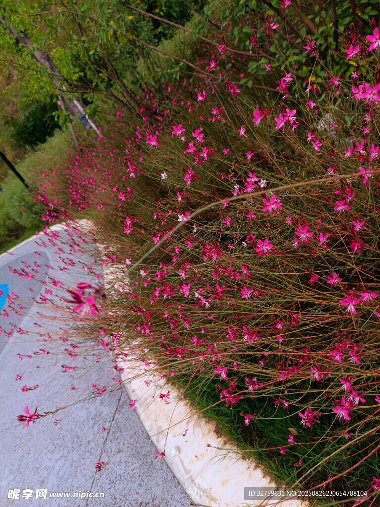 路边绽放的绚烂粉色花朵