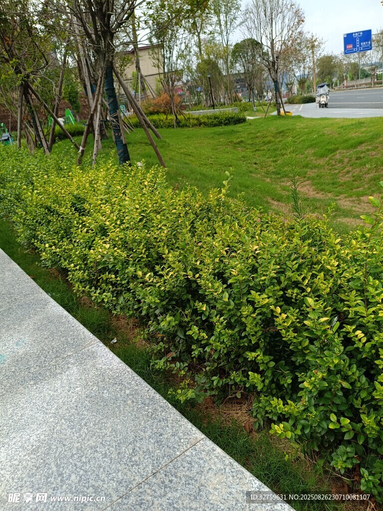 路边翠绿灌木丛景观