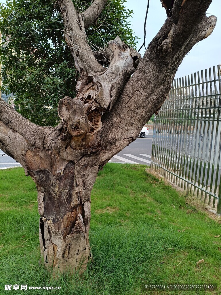 沧桑老树屹立于绿草之畔