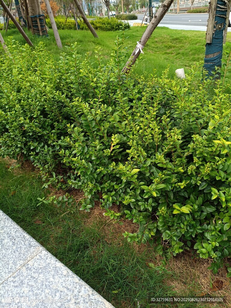 整齐绿植景观