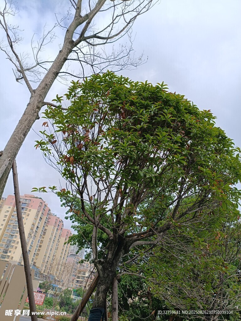 城市中生机勃勃的绿树