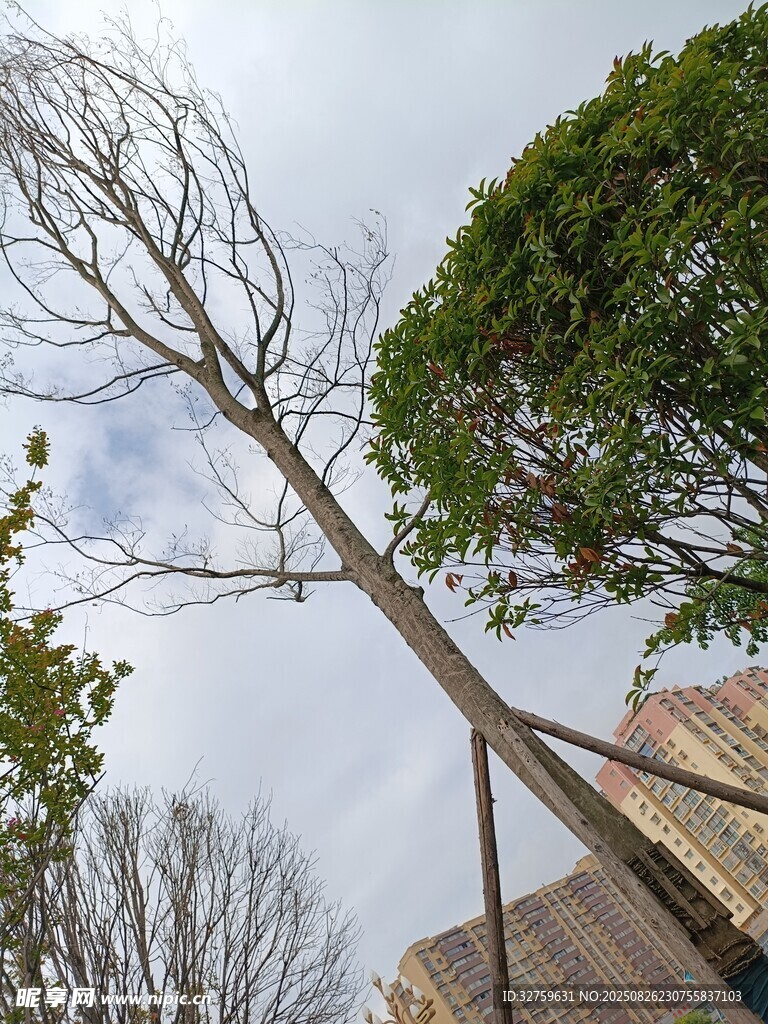 倾斜枯树立于建筑旁