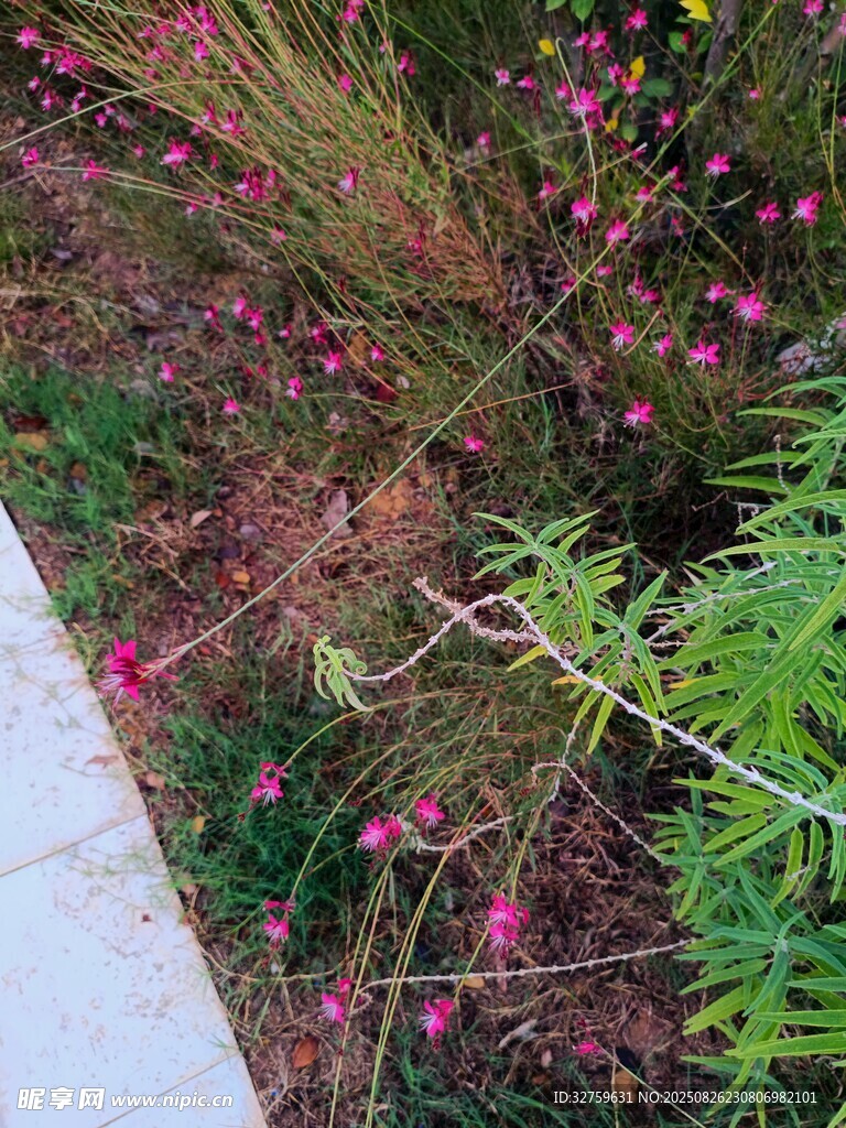 路边绽放的多彩花草