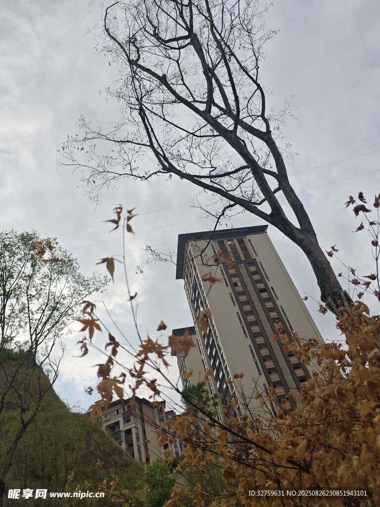 秋日城市中萧瑟树木与建筑