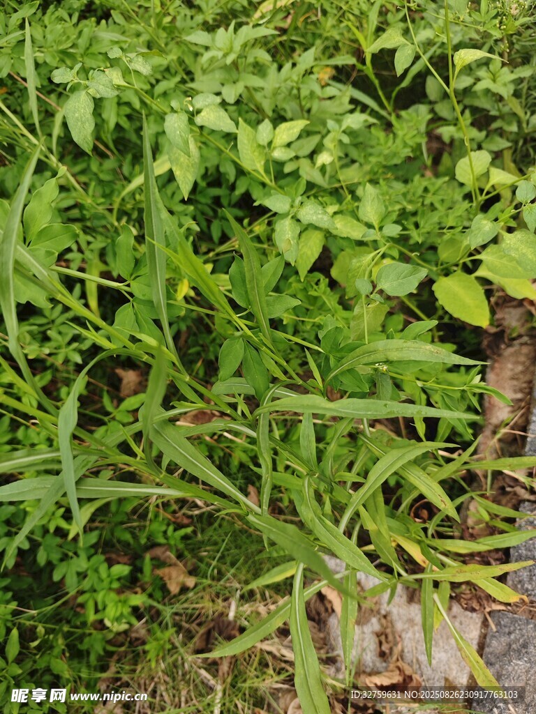 野外丛生的绿色杂草
