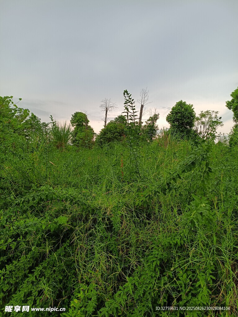 绿意盎然的户外植被景观