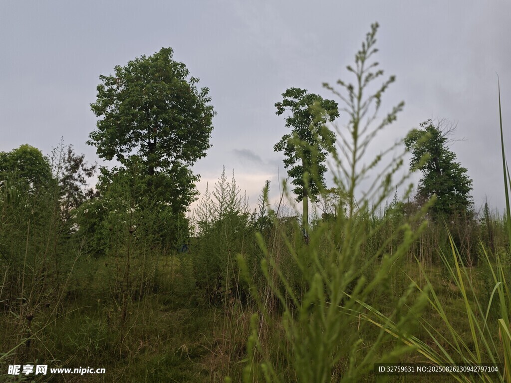 野外绿植景观