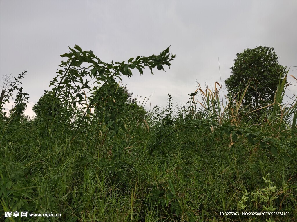 野外茂盛的绿植景观