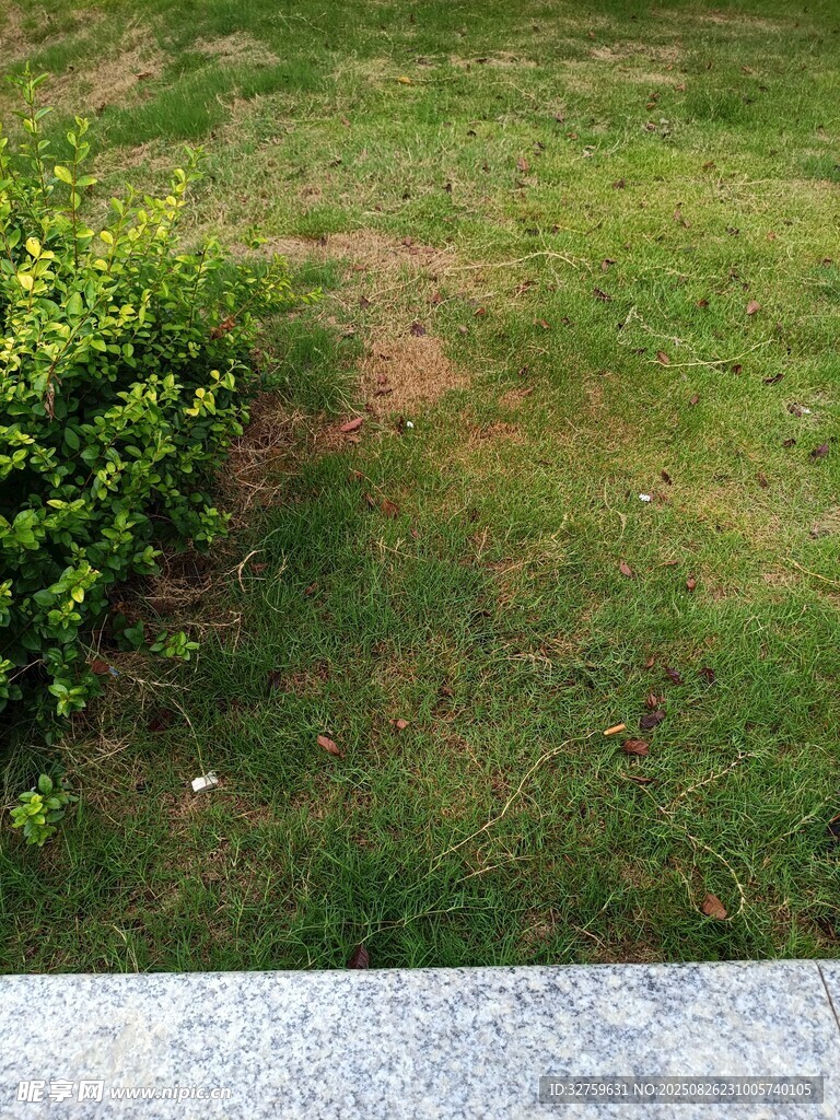 草坪边缘绿植与裸露地面