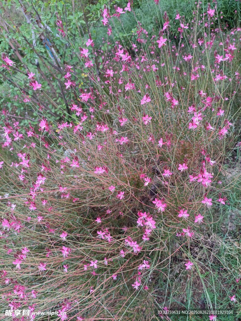 粉色小花丛绽放的美丽