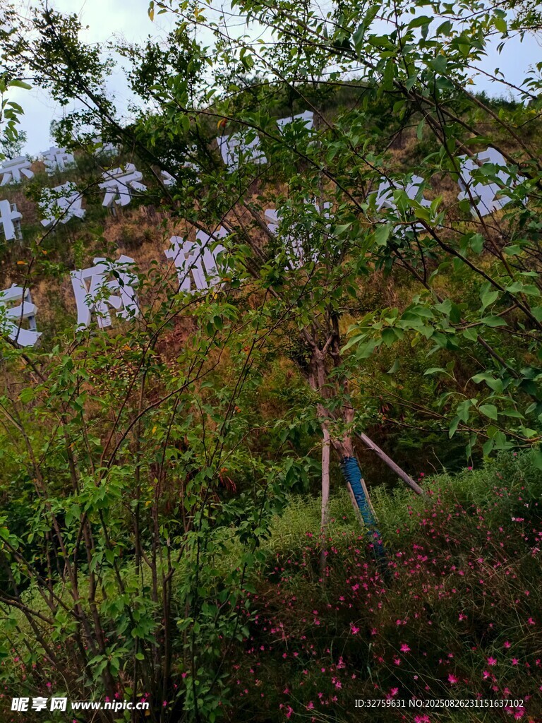 秋日山林中的多彩植被景观