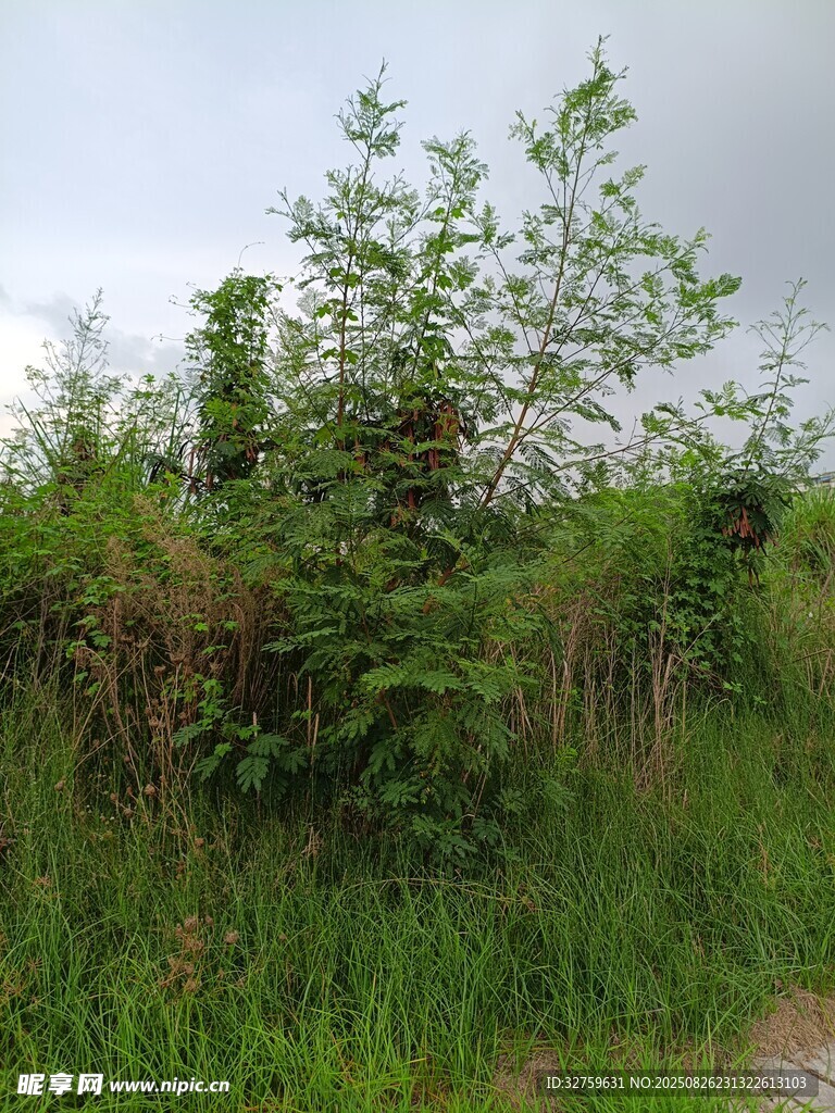 野外繁茂的绿色植物景观