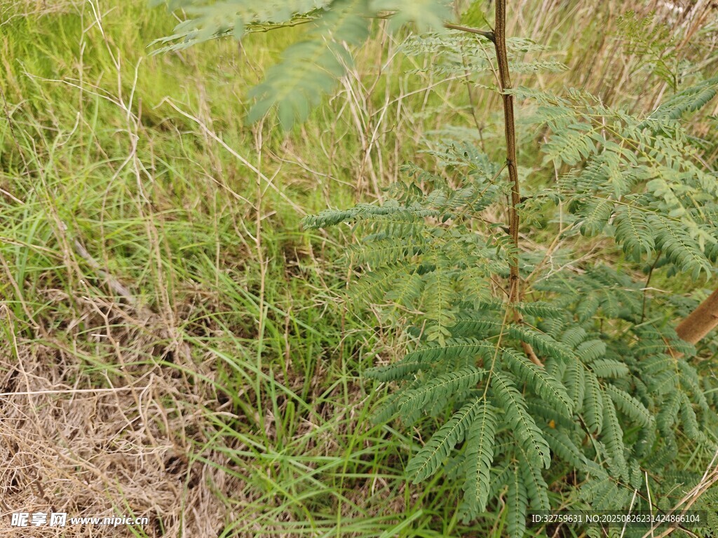 野外生长的绿色植株