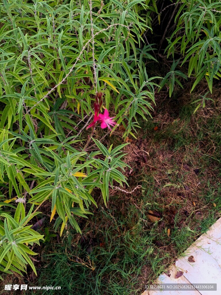 绿叶丛中一抹娇艳红花