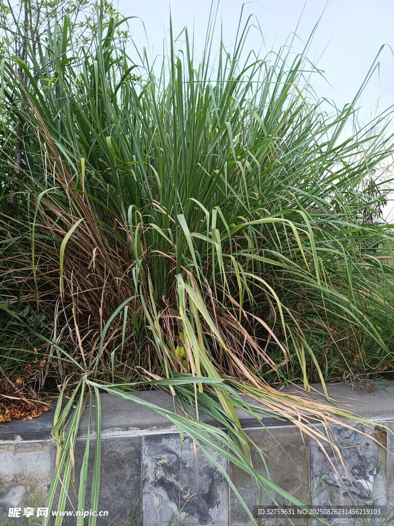 墙边生长的茂盛绿色植物