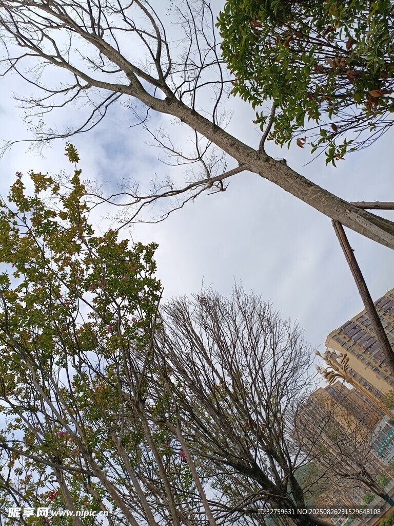 仰视冬日树林景象