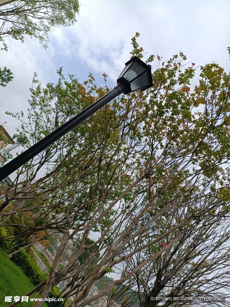 公园中高耸的路灯与树木
