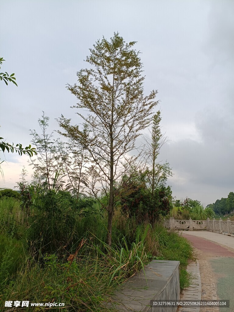 路边绿植景观