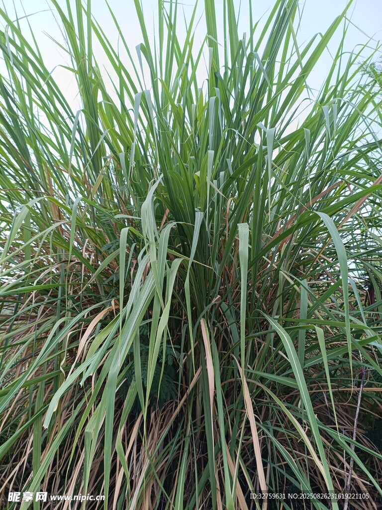 茂盛的绿色草丛