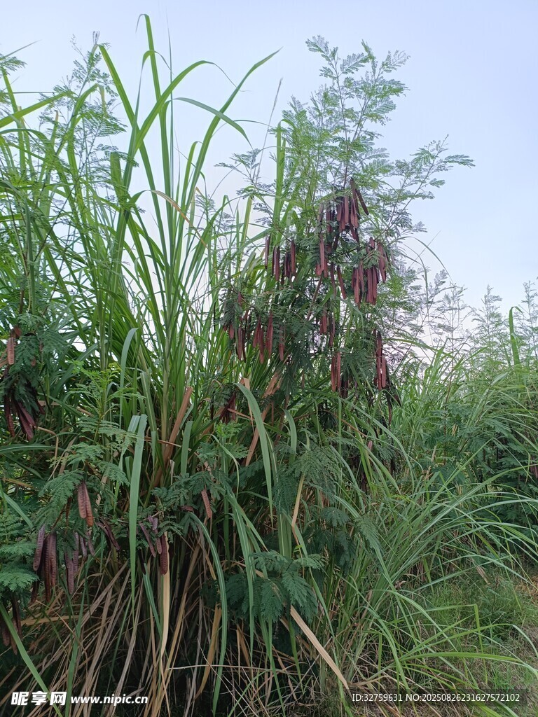 野外繁茂的绿色植物景观