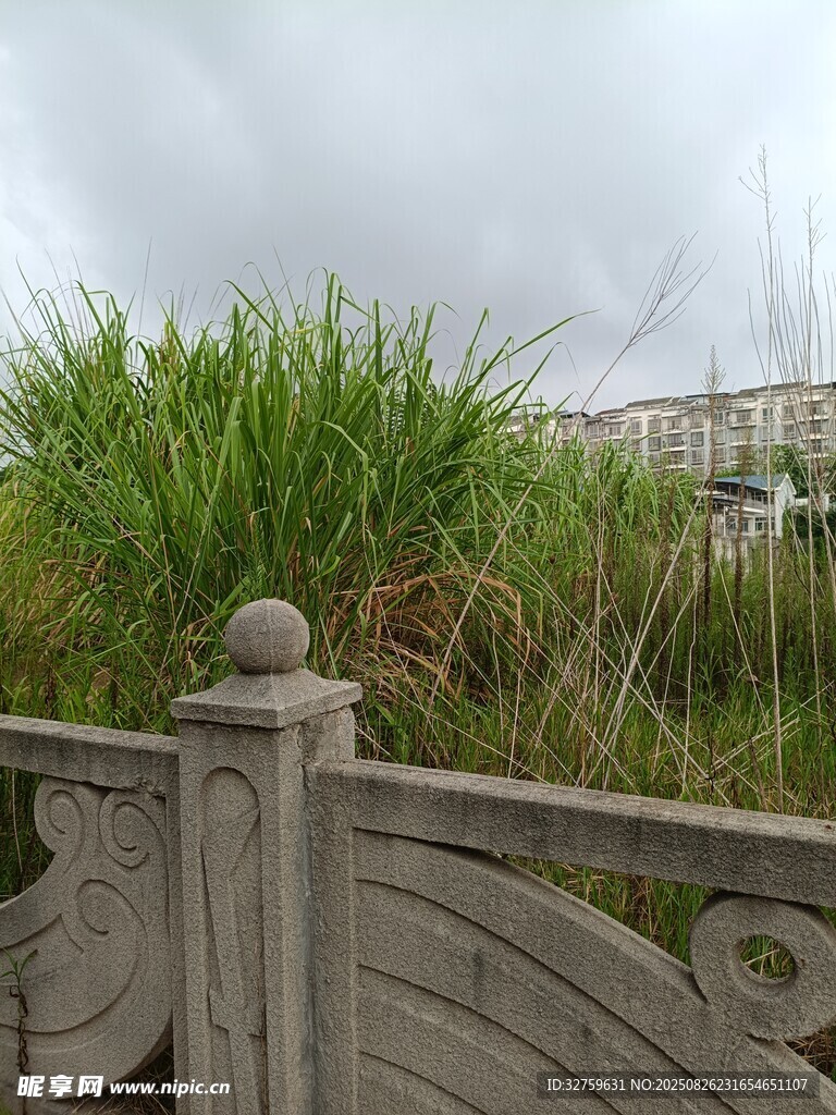 木栏旁的蓬勃绿草