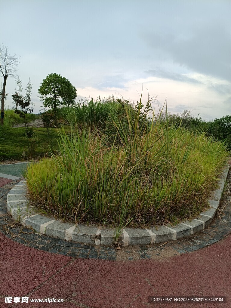 路边绿植景观