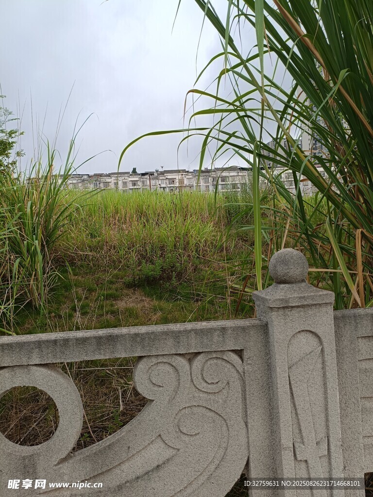 围栏旁的葱郁绿植