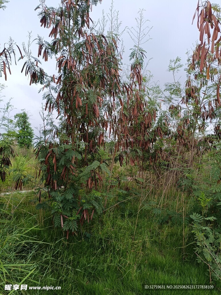 野外繁茂的植物景观