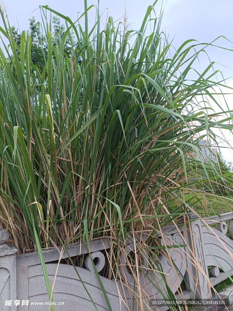 茂盛甘蔗丛