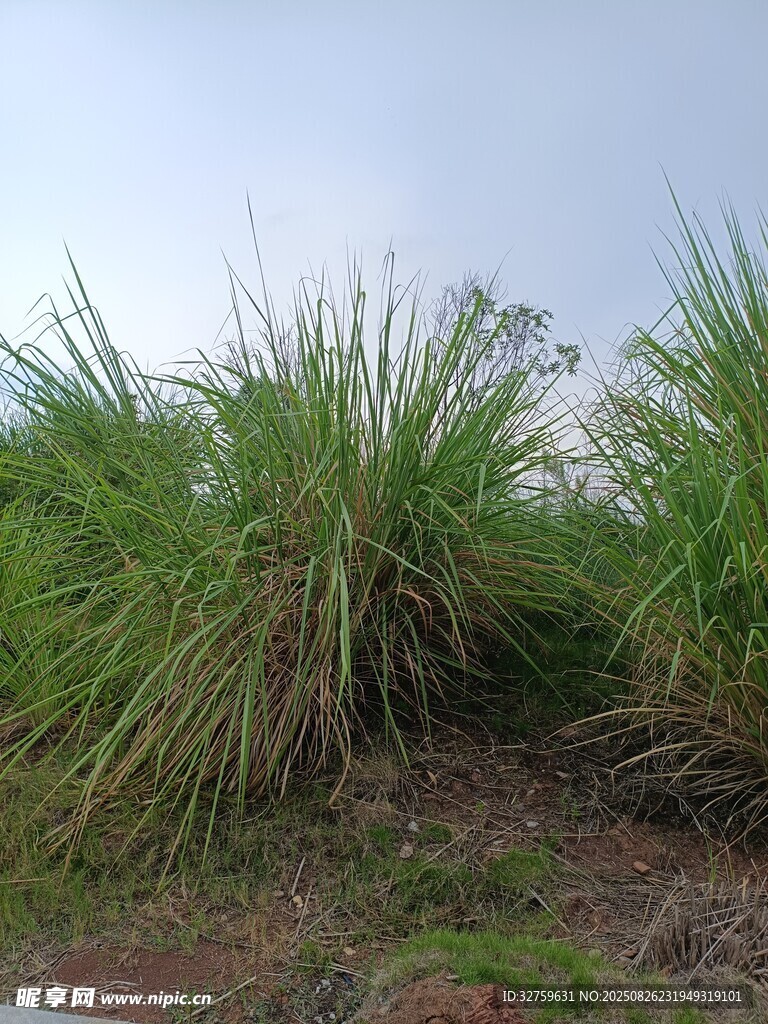 野外茂盛的丛生绿色植物