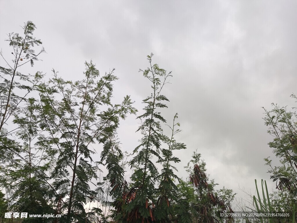 云雾中的挺拔树林