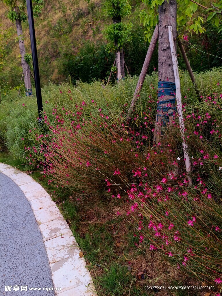 路边花草与指示牌景观