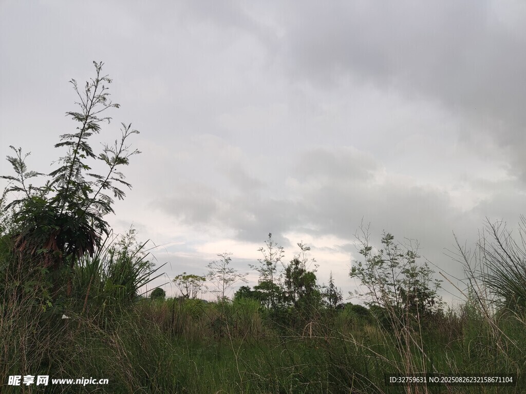 阴天中的野外植被景观