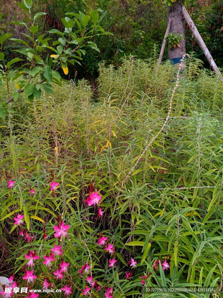 花园中的缤纷花草景致
