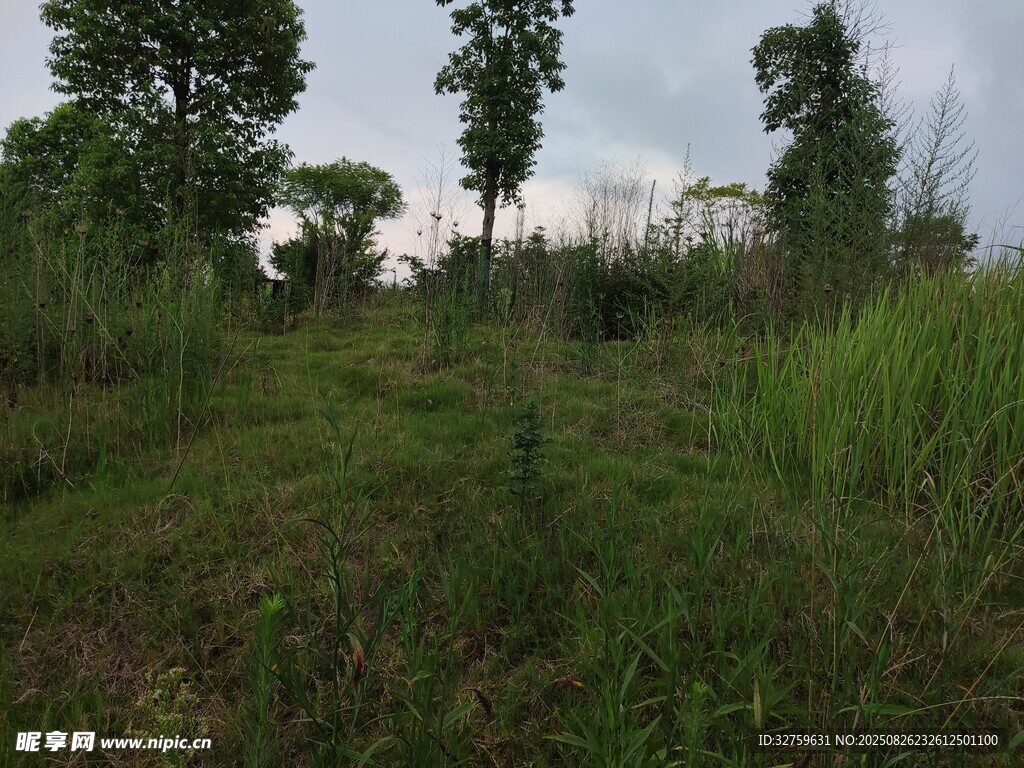 野外草地树林自然风光
