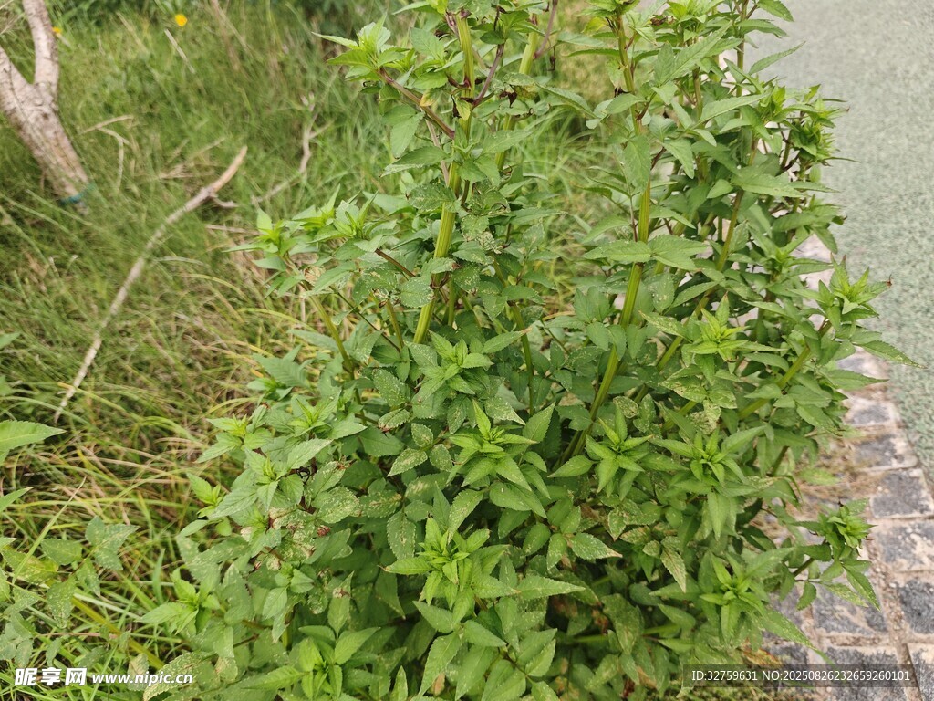 水边绿植特写