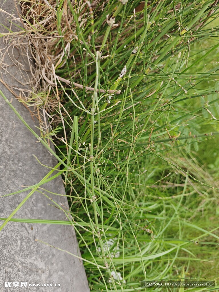路边嫩绿草丛