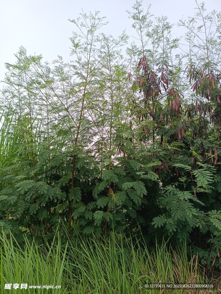 野外繁茂绿植花卉景观