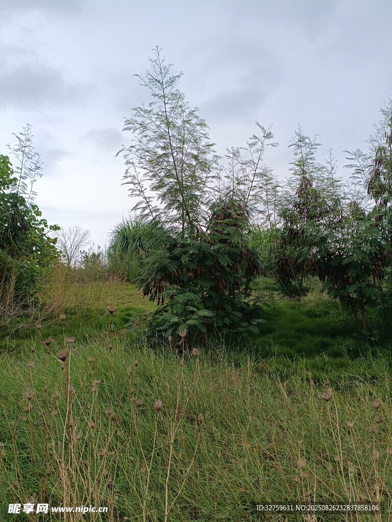 野外草地与树木景观