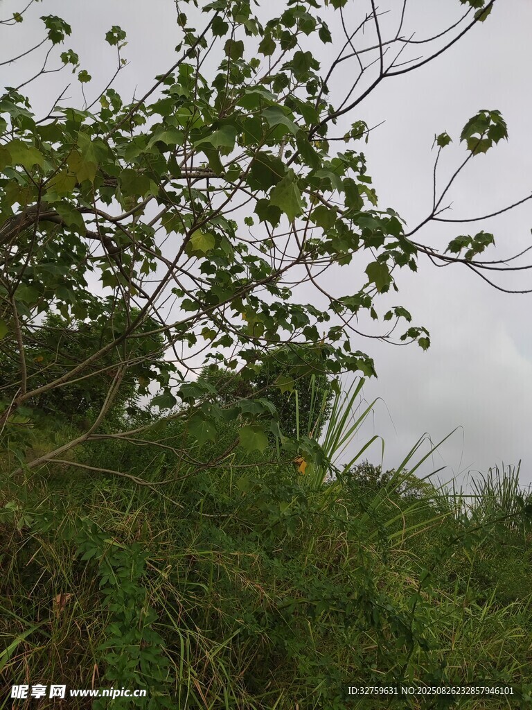 野外繁茂绿植景观
