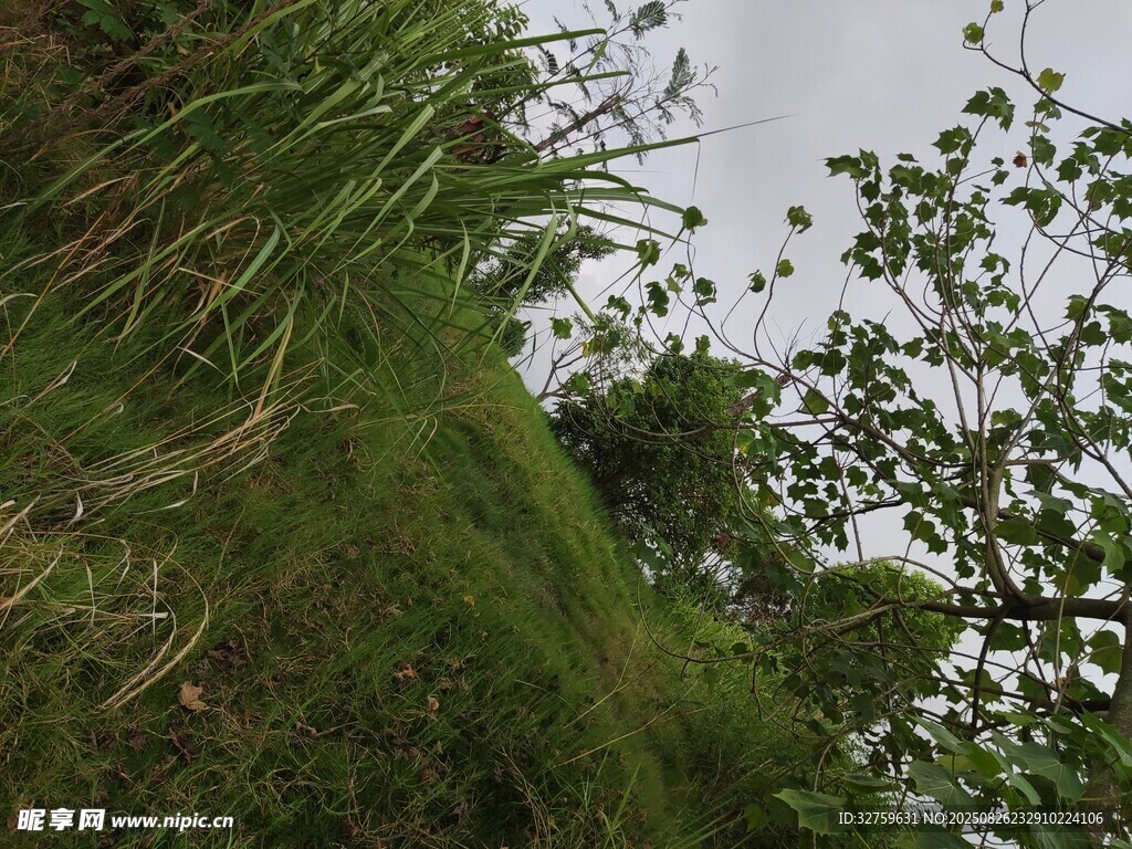 野外草地与树木景象