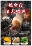 低密度五谷喂养的土鸡