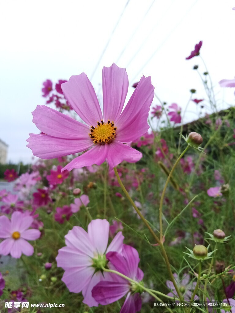 美丽格桑花绽放于田野
