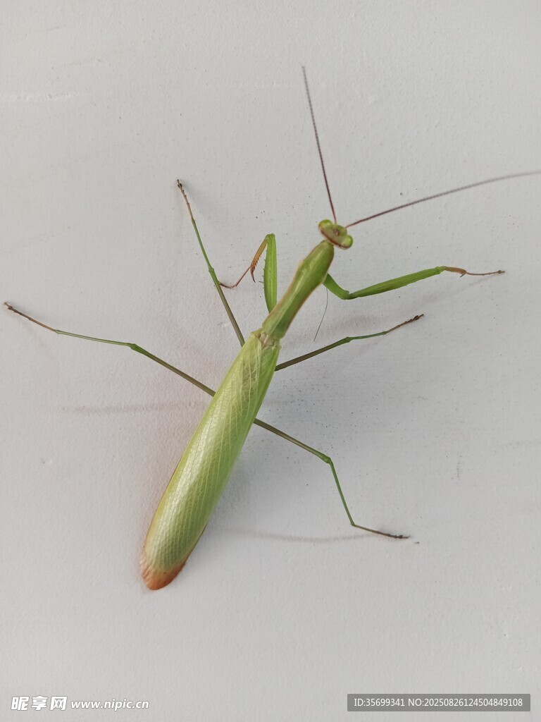 绿色螳螂特写