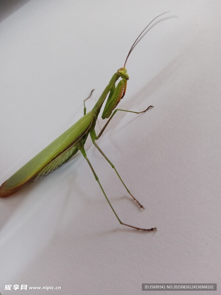 绿色螳螂特写