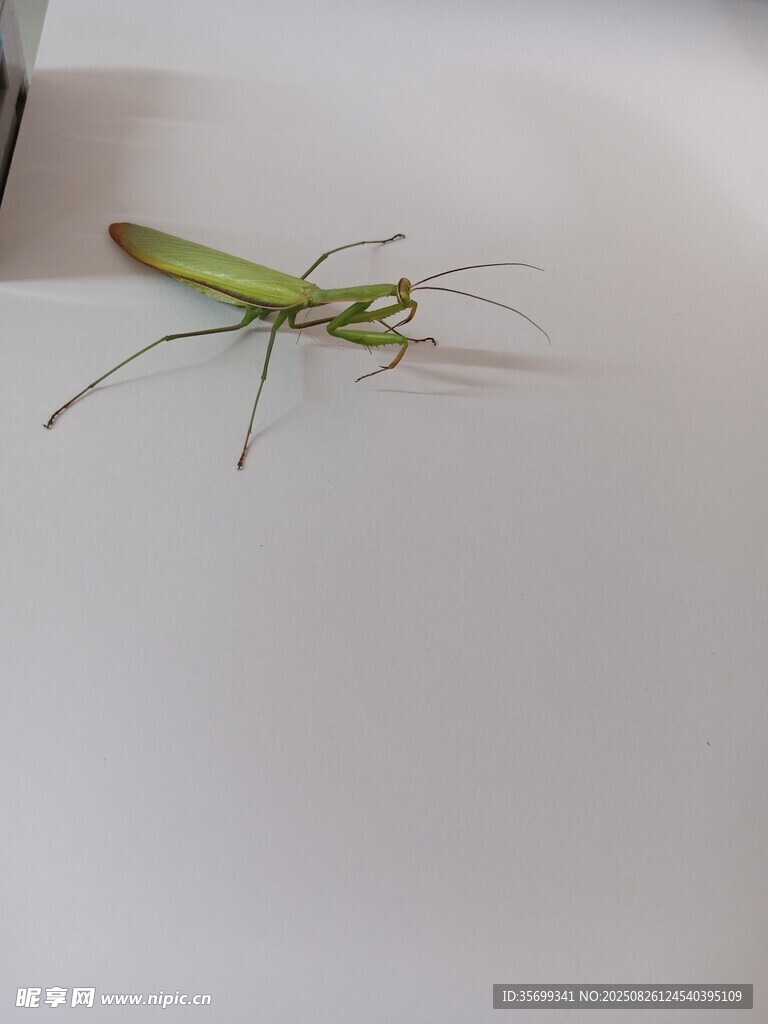 绿色螳螂特写