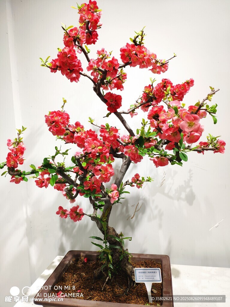 艳丽红梅盆景