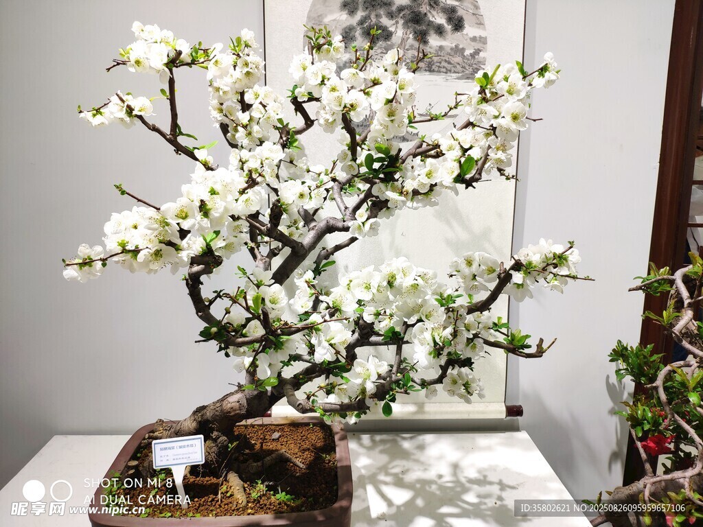精致白花盆景艺术展示