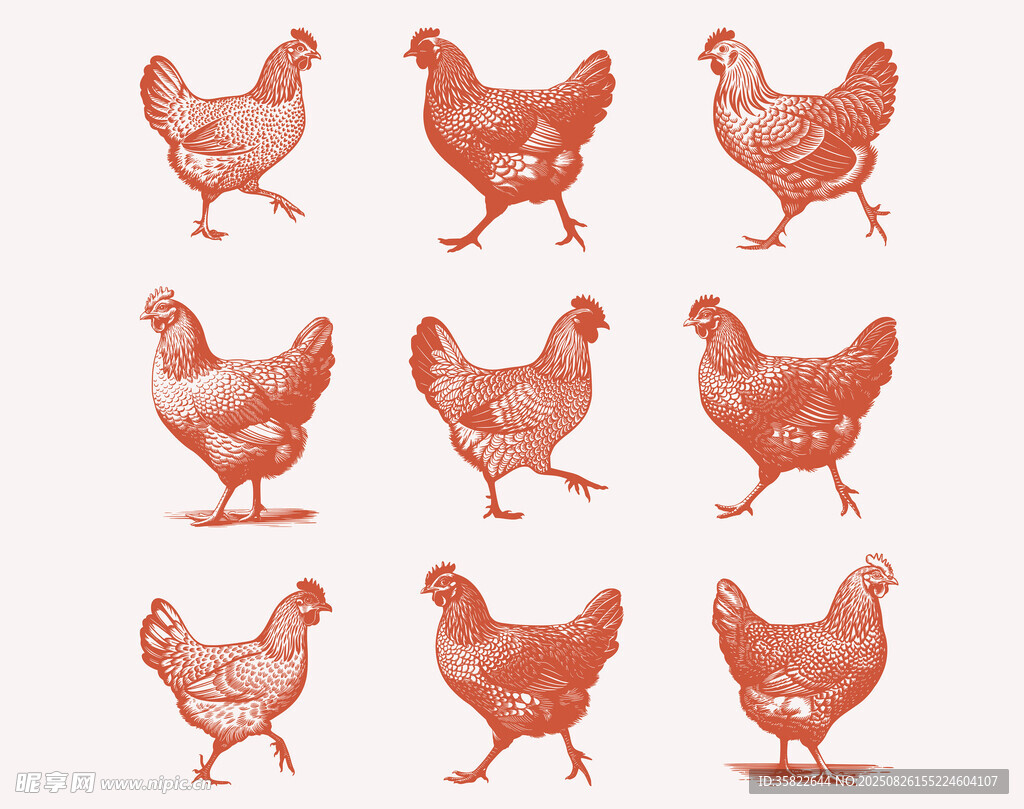 母鸡插图