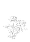 手绘花卉线稿图
